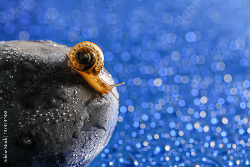 Small curious Fruticicola fruticum, known as bush snail a species of air-breathing land snail in family Bradybaenidae on plum fruit on blue bokeh surface with water drops, copy space photo