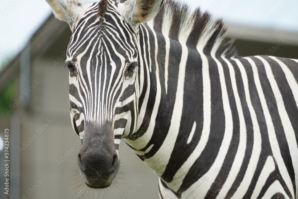 Naklejka premium 動物