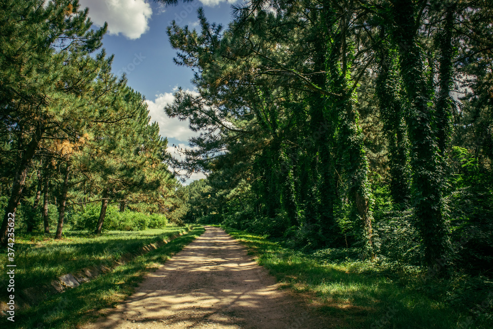 old road in the old park