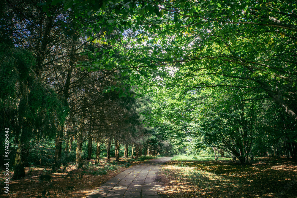 Fototapeta premium old path in the old park