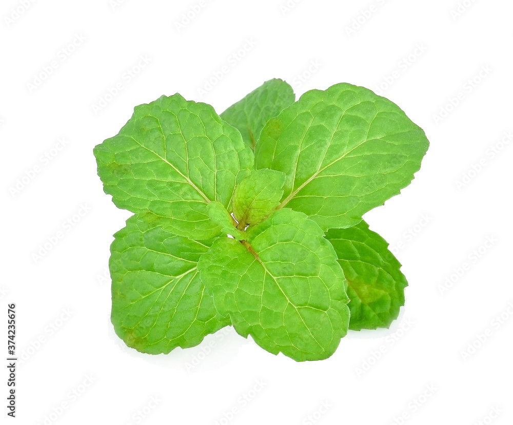 Fresh spearmint isolated on a white background. Fresh spearmint isolated on a white background.