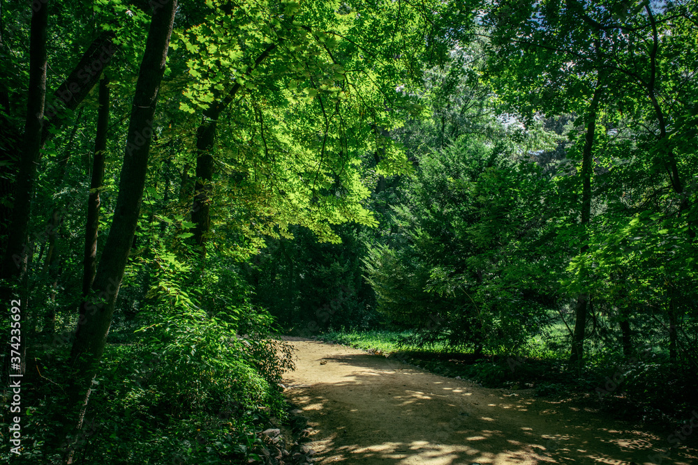 quiet sunny path in a green park quiet sunny path in a green park