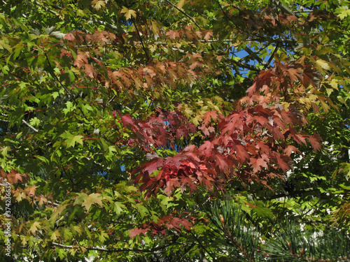 Changing Maples From Green To Red Leaves
