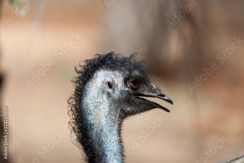 An Emu bird, Dromaius novaehollandiae.