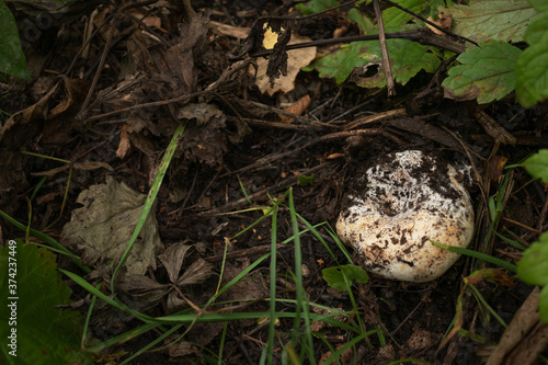 Photo Lactarius resimus in forest. White mushroom.