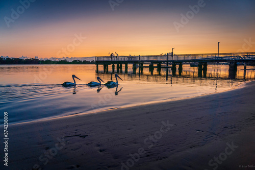 Pelicans at Sunrise