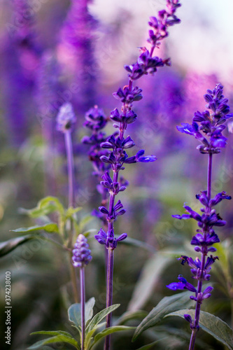 Close up of purple flowers blooming in a garden