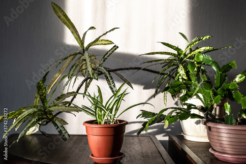 Green houseplants in the interior of the house on a bright sunny morning. Selective focus. Cozy home decor with plants.