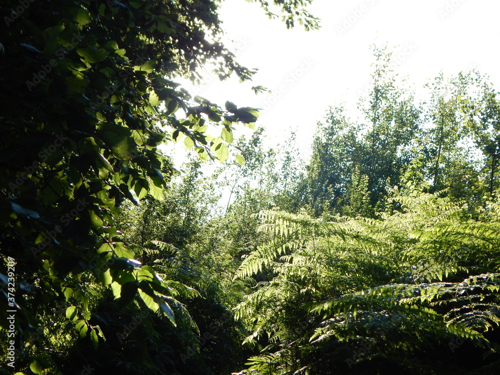 sun rays in the forest