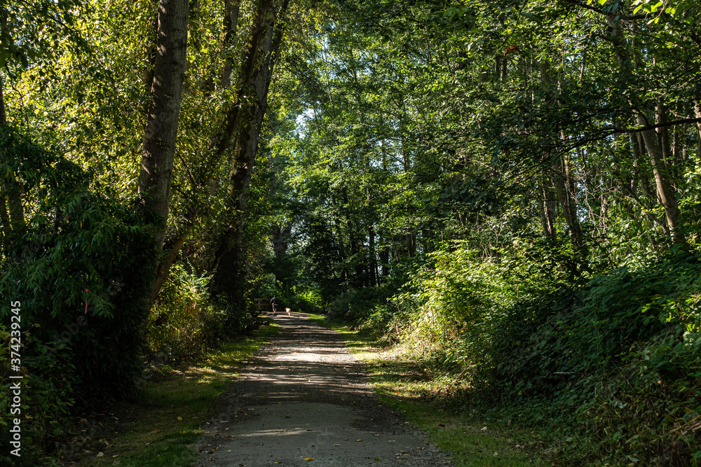 Obraz premium someone walking the dog way ahead of the trail in the forest with tall trees and bushes on both sides of the road