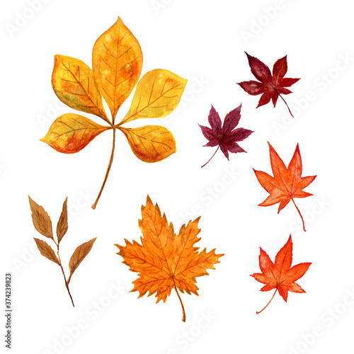 秋の葉っぱ カエデ 紅葉 水彩