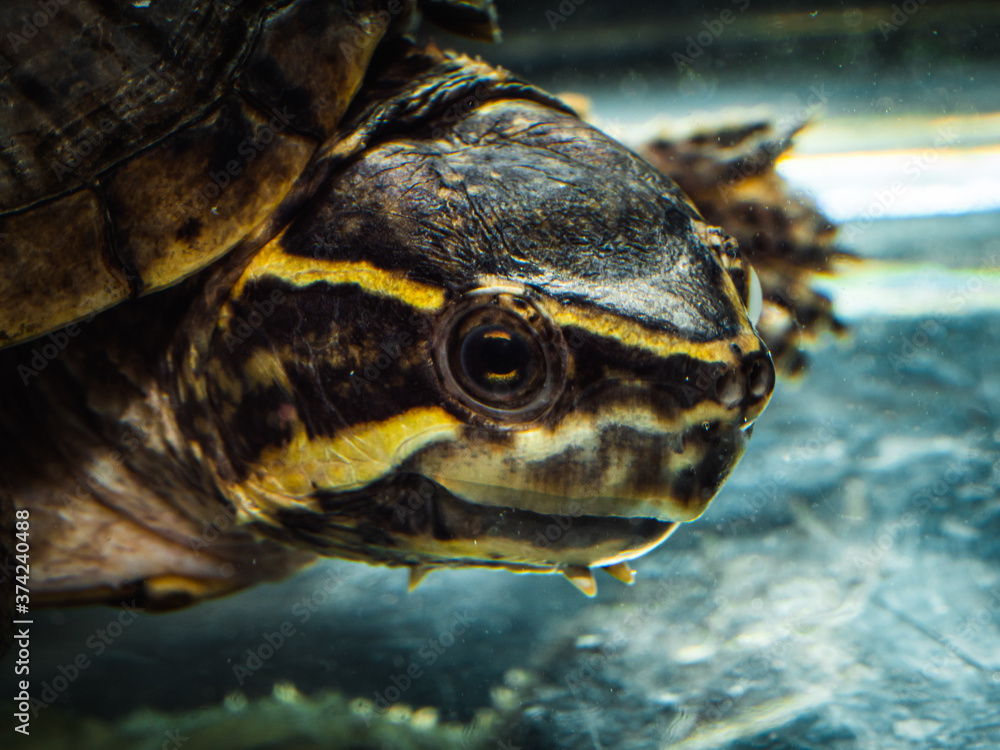 stink pot turtle close up stink pot turtle close up