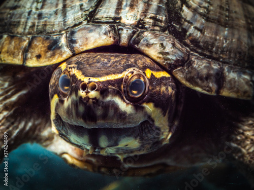 stink pot turtle close up © Hendika Rahmadi 