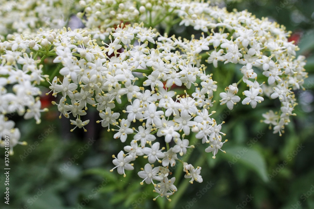 white flowers of a tree white flowers of a tree