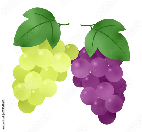 ぶどうとマスカット