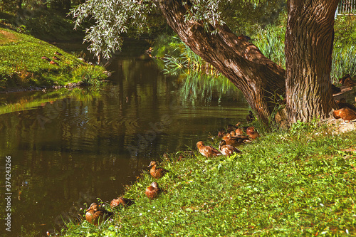 Nature. Summer park.
