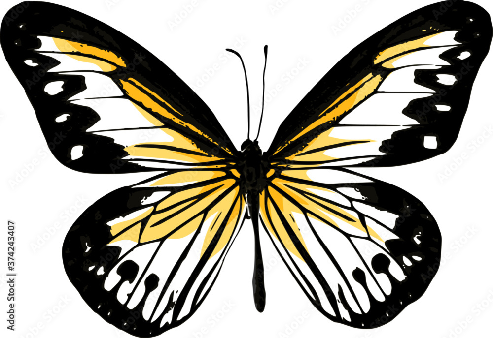 Fototapeta butterfly vector illustration on white background