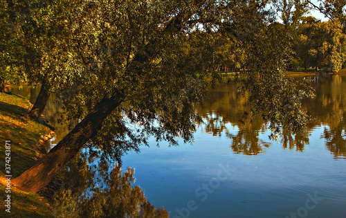 Nature. Summer park.
