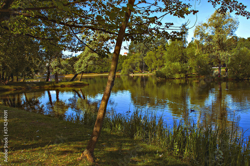 Nature. Summer park.