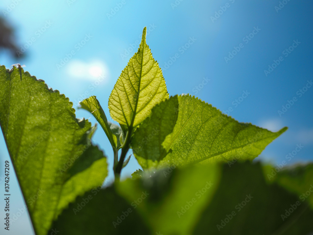 Green mulberry leaves against the sky background Green mulberry leaves against the sky background