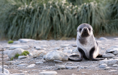 Fototapeta Naklejka Na Ścianę i Meble -  Fur Seal Cub (Arctocephalus gazella), South Georgia, Antarctic.