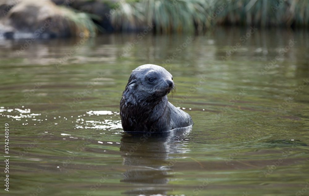 Naklejka premium Fur Seal Cub (Arctocephalus gazella), South Georgia, Antarctic. Swimming in a glacial pond.