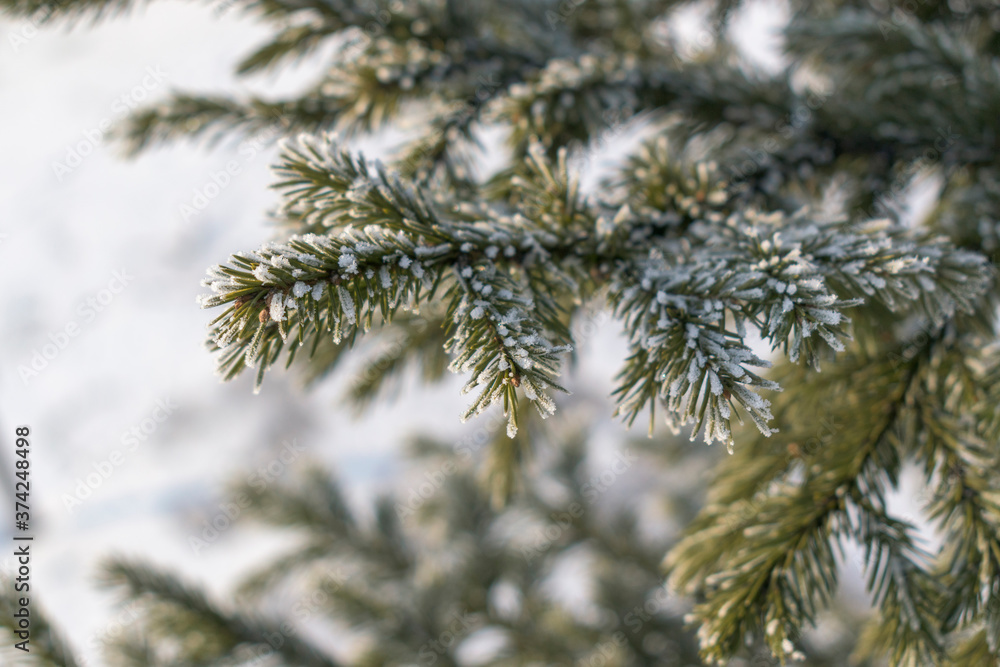 Green branches of a Christmas tree in winter. The fir is covered with white crystals of frost frost. Background - white snow. Holiday concept Christmas and New Year. Selective focus. Green branches of a Christmas tree in winter. The fir is covered with white crystals of frost frost. Background - white snow. Holiday concept Christmas and New Year. Selective focus.