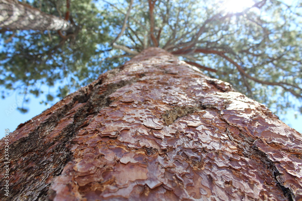 Obraz premium Nature Photos