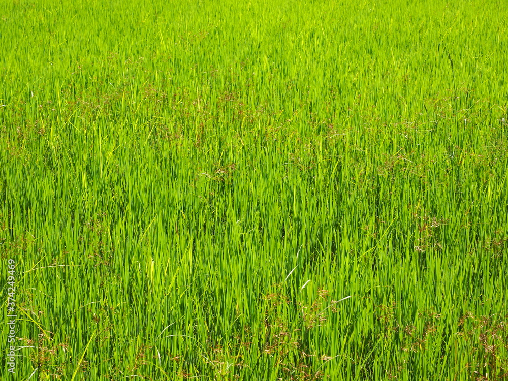 fresh green rice field background fresh green rice field background