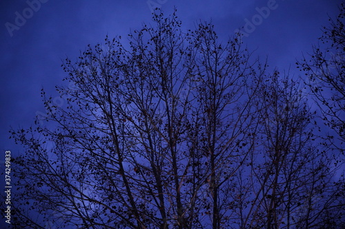 Tree branchs and blue sky at night. Portugal