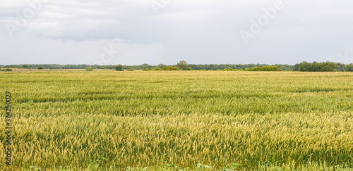 Wheat field in summer day with the dark sky on background. Beautiful rural landscape. Consept of rich harvest, agriculture and farming. Natural wallpaper. Picturesque view.