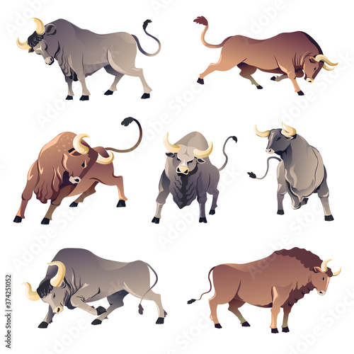 Bulls or buffalo, aggressive wild animals, ox corrida