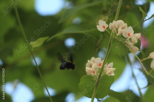 pretty insect honey bee with beautiful flower