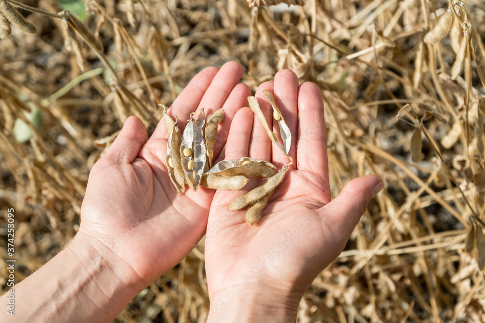 Ripe soybeans in human hands on a soybean field. Ripe soybeans in human hands on a soybean field.