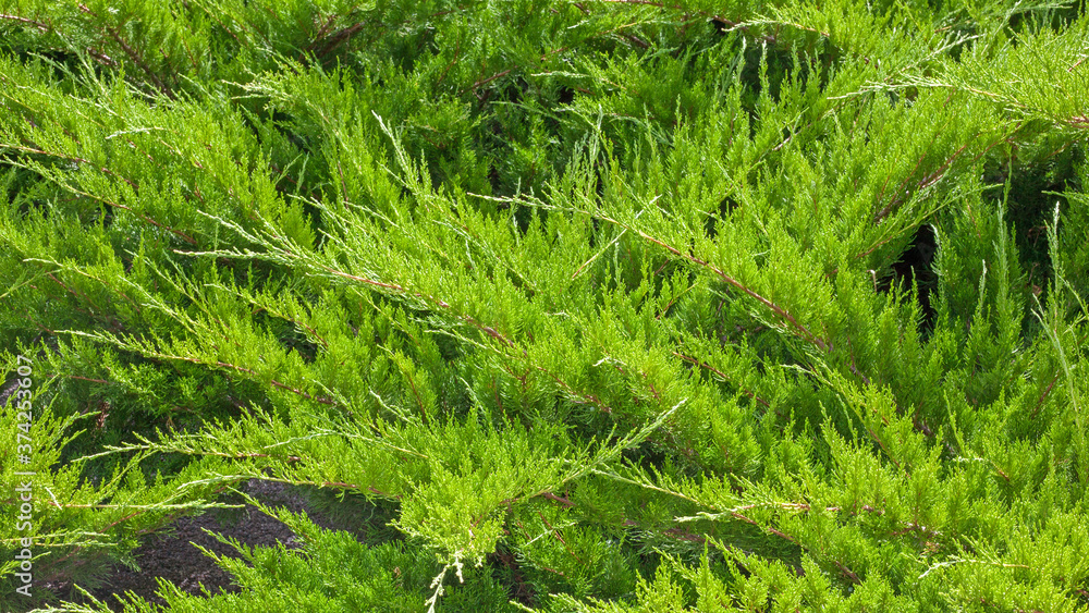 Evergreen cossack juniper in the summer Evergreen cossack juniper in the summer