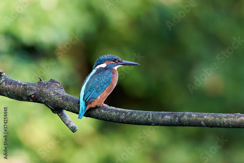 Common kingfisher (Alcedo atthis) in its natural enviroment