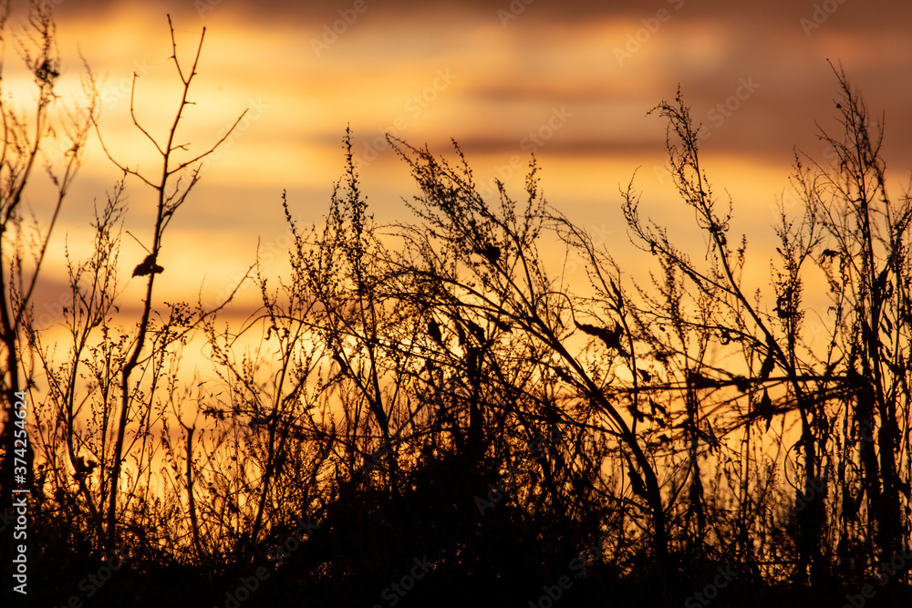 Dry grass in a field at sunset. Dry grass in a field at sunset.