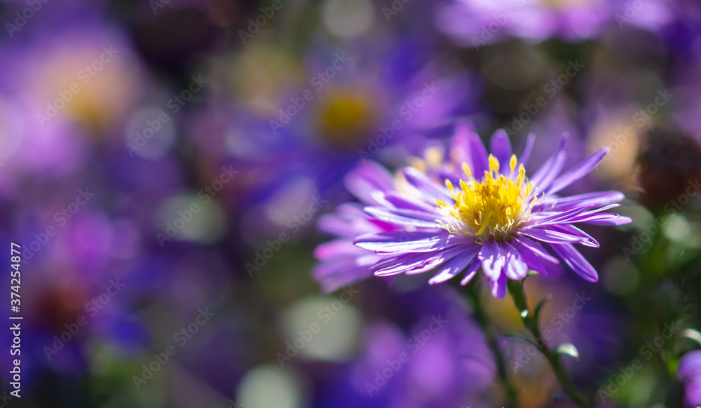 Obraz premium Purple flowers in the park.