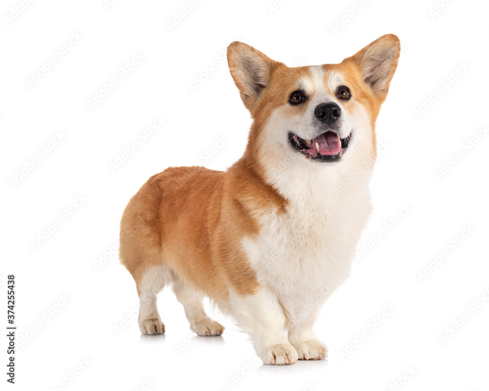 Pembroke Welsh Corgi Pembroke Welsh Corgi