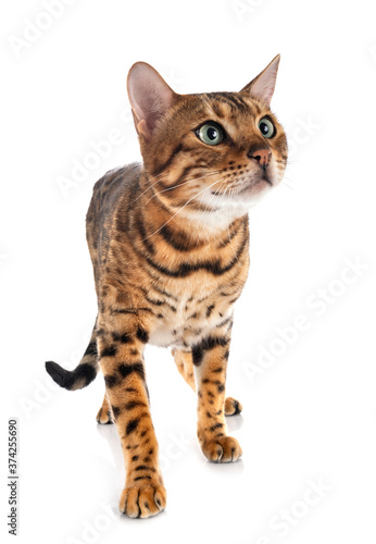 bengal cat in studio