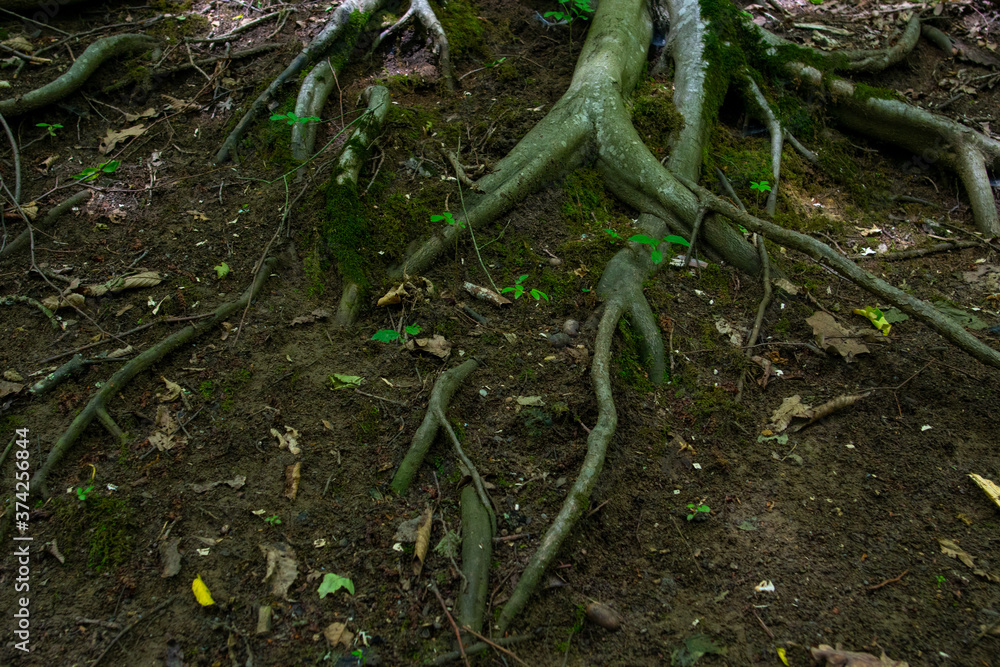 roots and tree trunks in the forest that we celebrate in our vacation