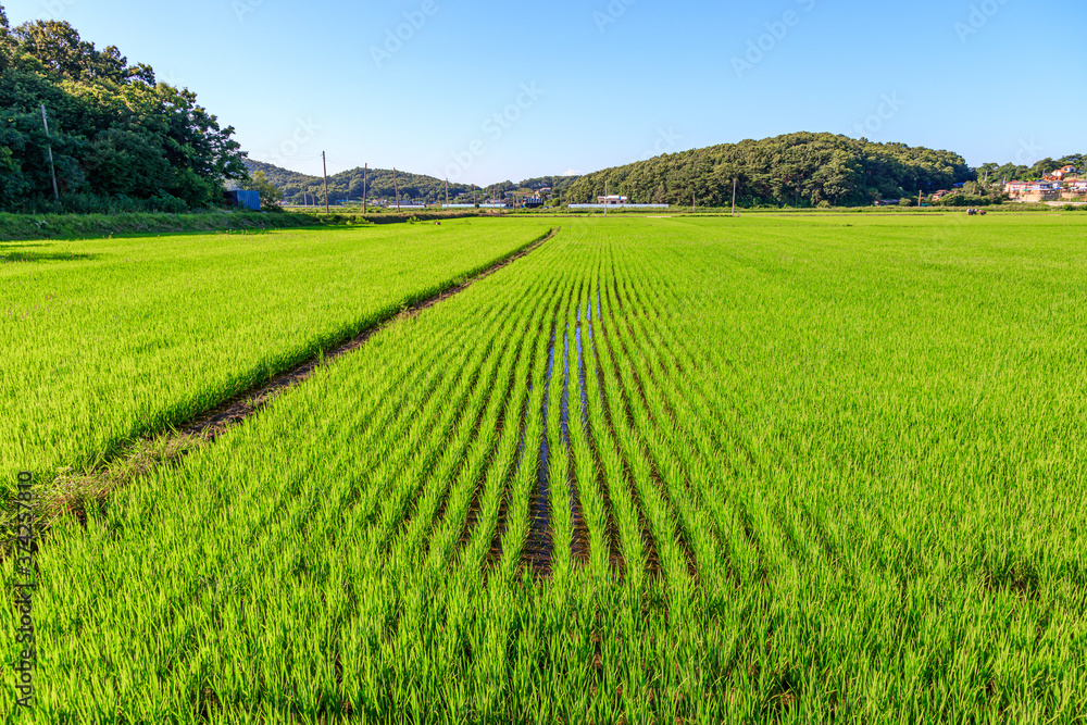 Korean traditional rice farming. Korean rice farming scenery. Rice