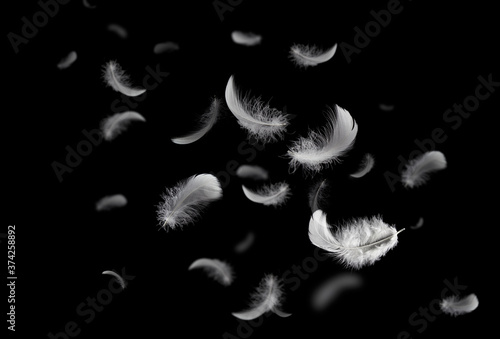 Feather abstract freedom concept. Group of light fluffy a white feathers floating in the dark. Black background.