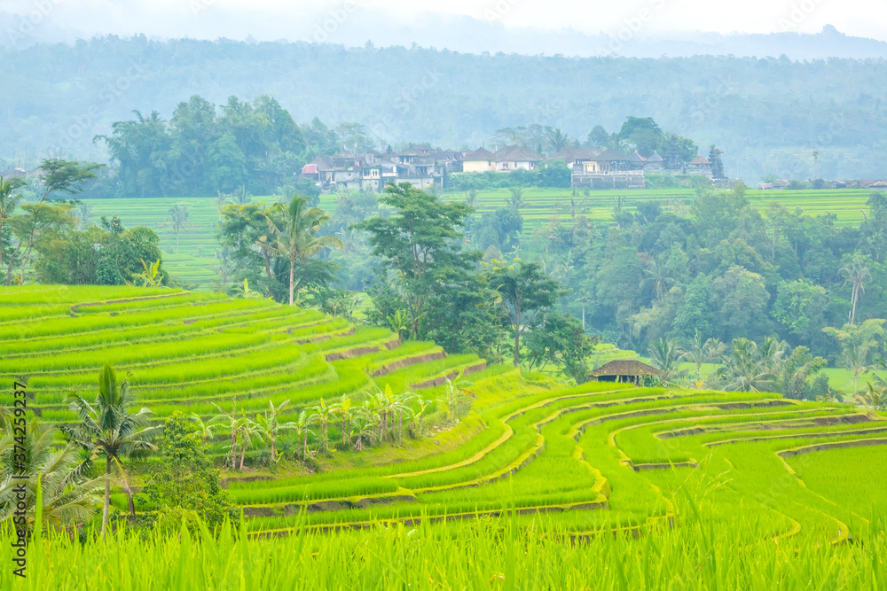 Terraces of Rice Fields in Indonesia and the Village After the Rain
