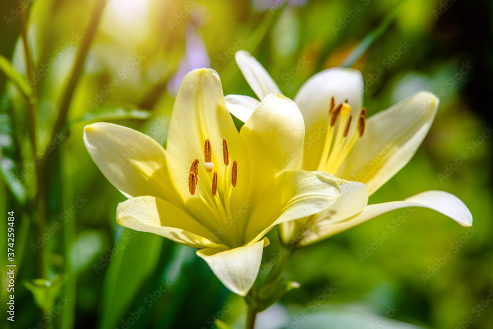 Fototapeta premium yellow lilys bloom in the botanical garden 