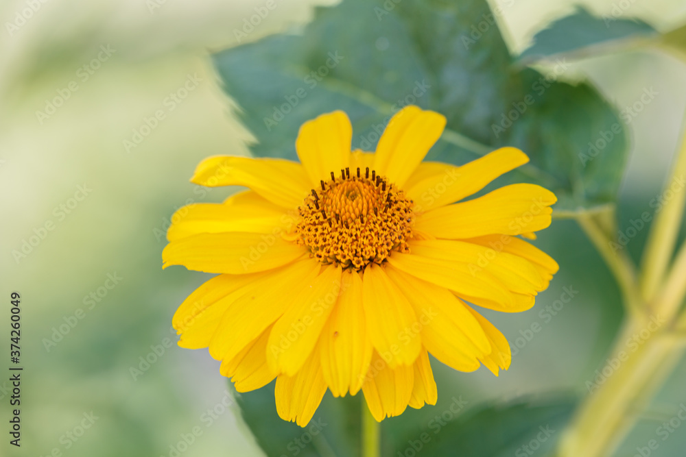 Obraz premium Blooming flower in the garden