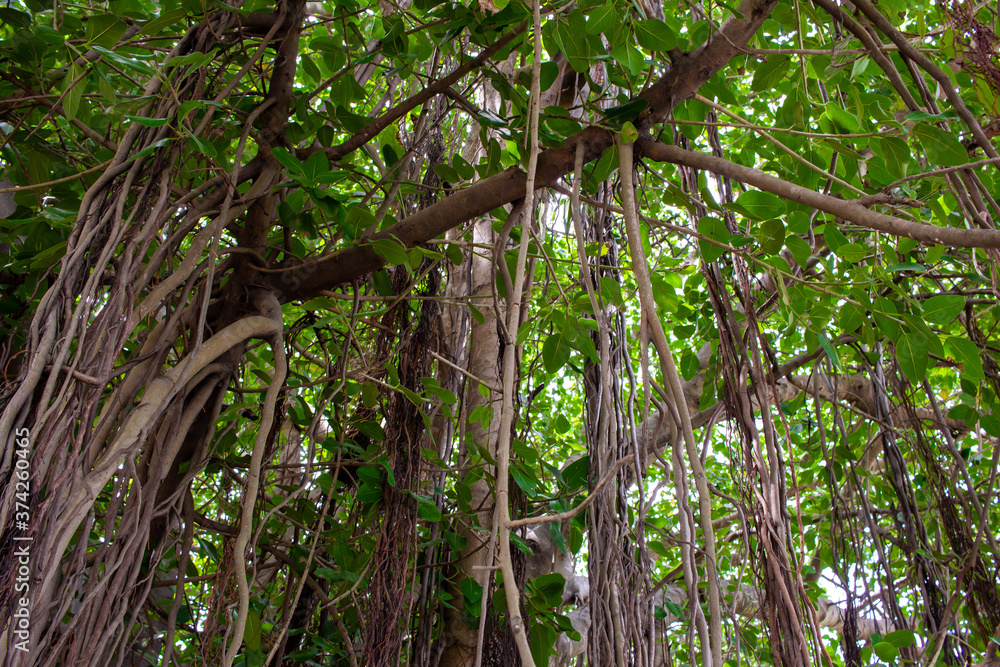 Obraz premium Beautiful view under the banyan trees with down roots