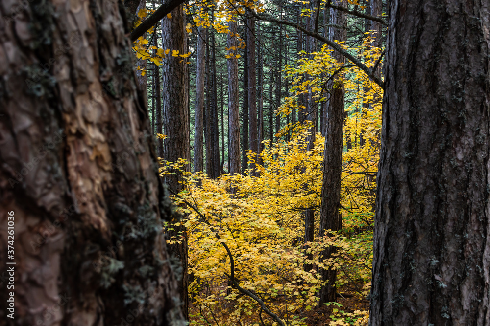 Deciduous and coniferous trees in autumn. Abstract autumn leafy background. Yellow leaves among tall trees. October. Golden autumn in the forest. Texture of trees and leaves in close-up. Deciduous and coniferous trees in autumn. Abstract autumn leafy background. Yellow leaves among tall trees. October. Golden autumn in the forest. Texture of trees and leaves in close-up.