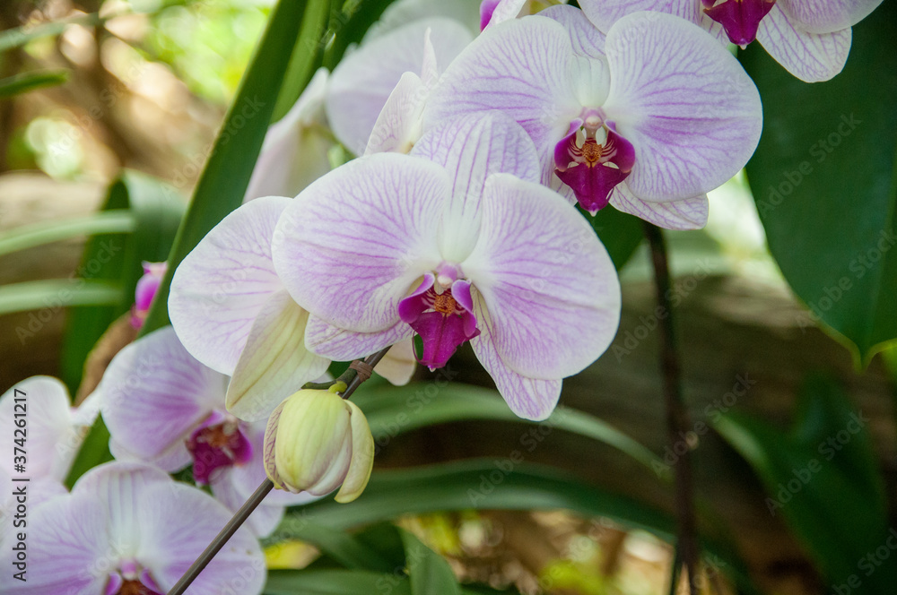 Fototapeta premium 白とピンクの胡蝶蘭