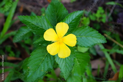 Turnera diffusa or damiana yellow flower with green leaves on a blurred background photo